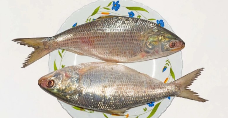 ইলিশ মাছের যত উপকার