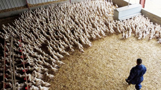 করোনার চেয়ে বার্ড ফ্লু ভয়াবহ হতে পারে বলে আশঙ্কা বিজ্ঞানীদের