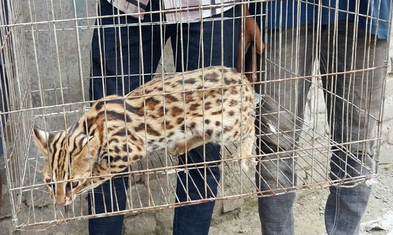 লালমাইয়ের ফসলি জমি থেকে মেছোবাঘ আটক