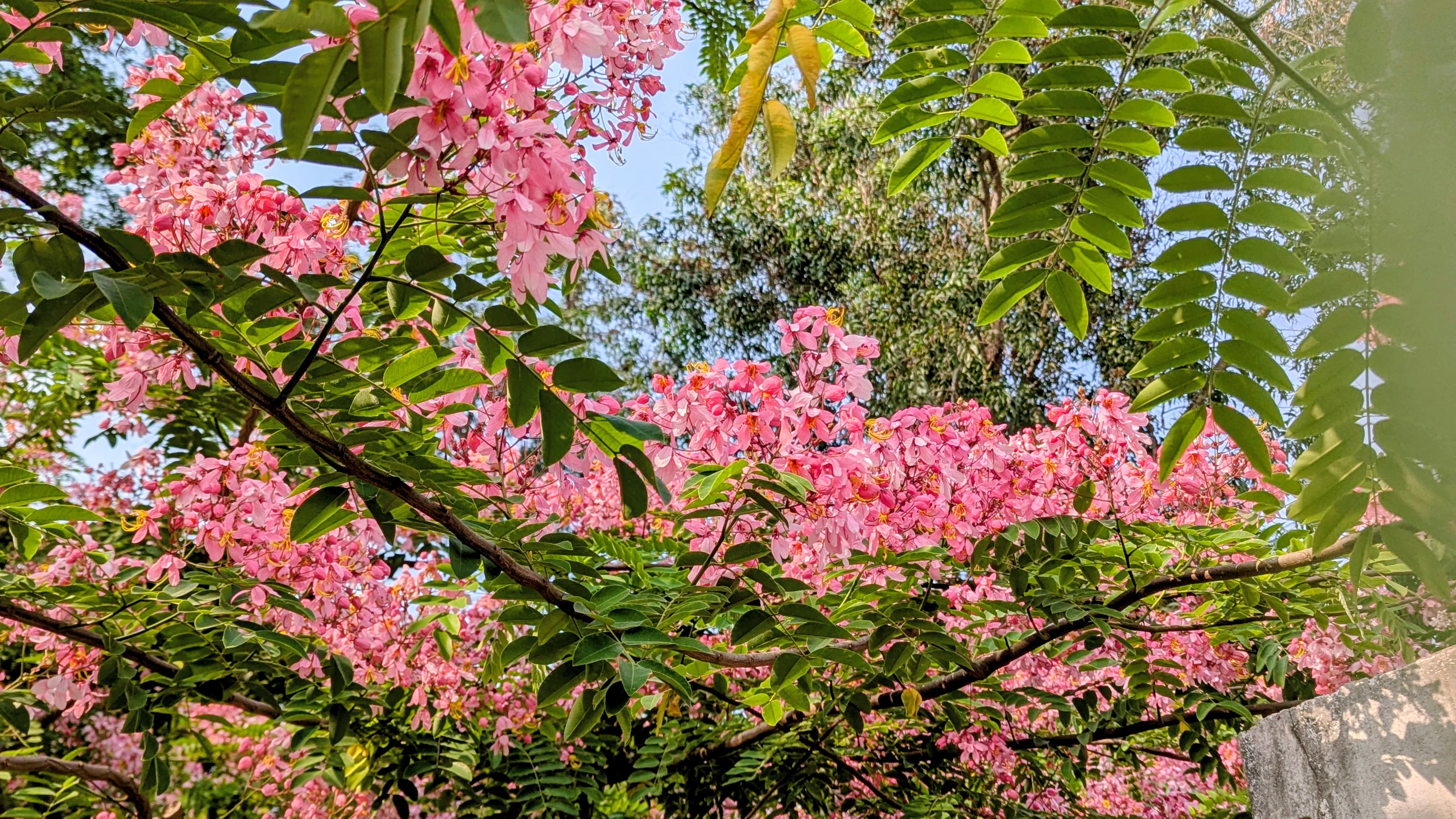 ফুলে ফুলে নান্দনিক লাল মাটির ক্যাম্পাস!