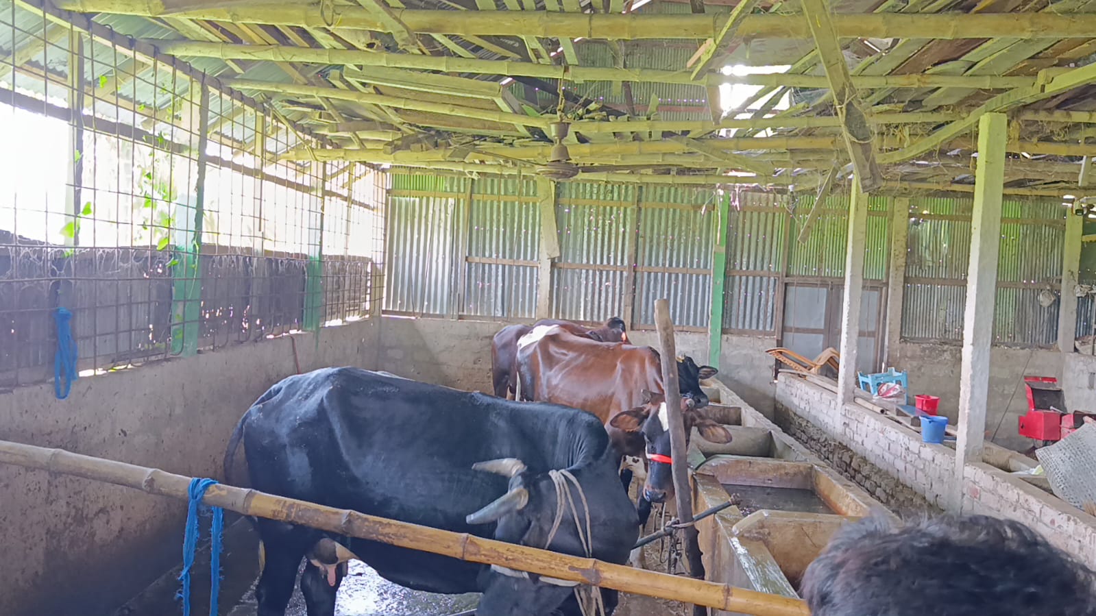 বন্দুক ঠেকিয়ে এতিমখানার ১২ গরু লুট