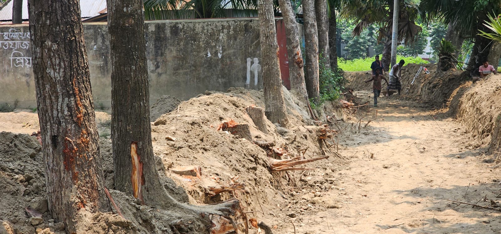 ব্রাহ্মণপাড়ায় সরকারি রাস্তা থেকে গাছ কেটে নেওয়ার অভিযোগ