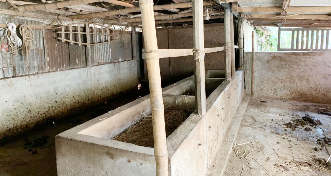 চৌদ্দগ্রামে এক রাতে দুই পরিবারের ১০টি গরু চুরি