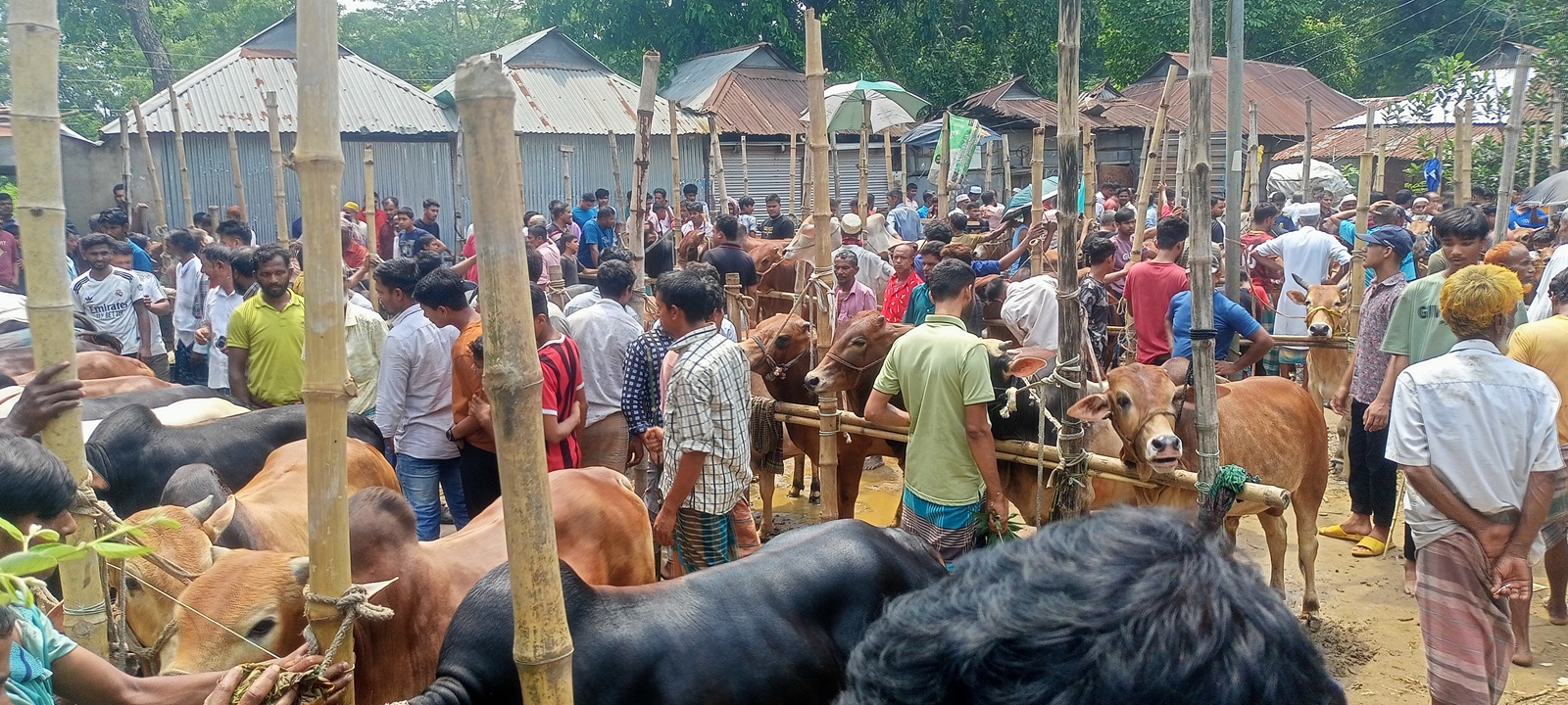 ব্রাহ্মণপাড়ায় জমে উঠেছে পশুর হাট