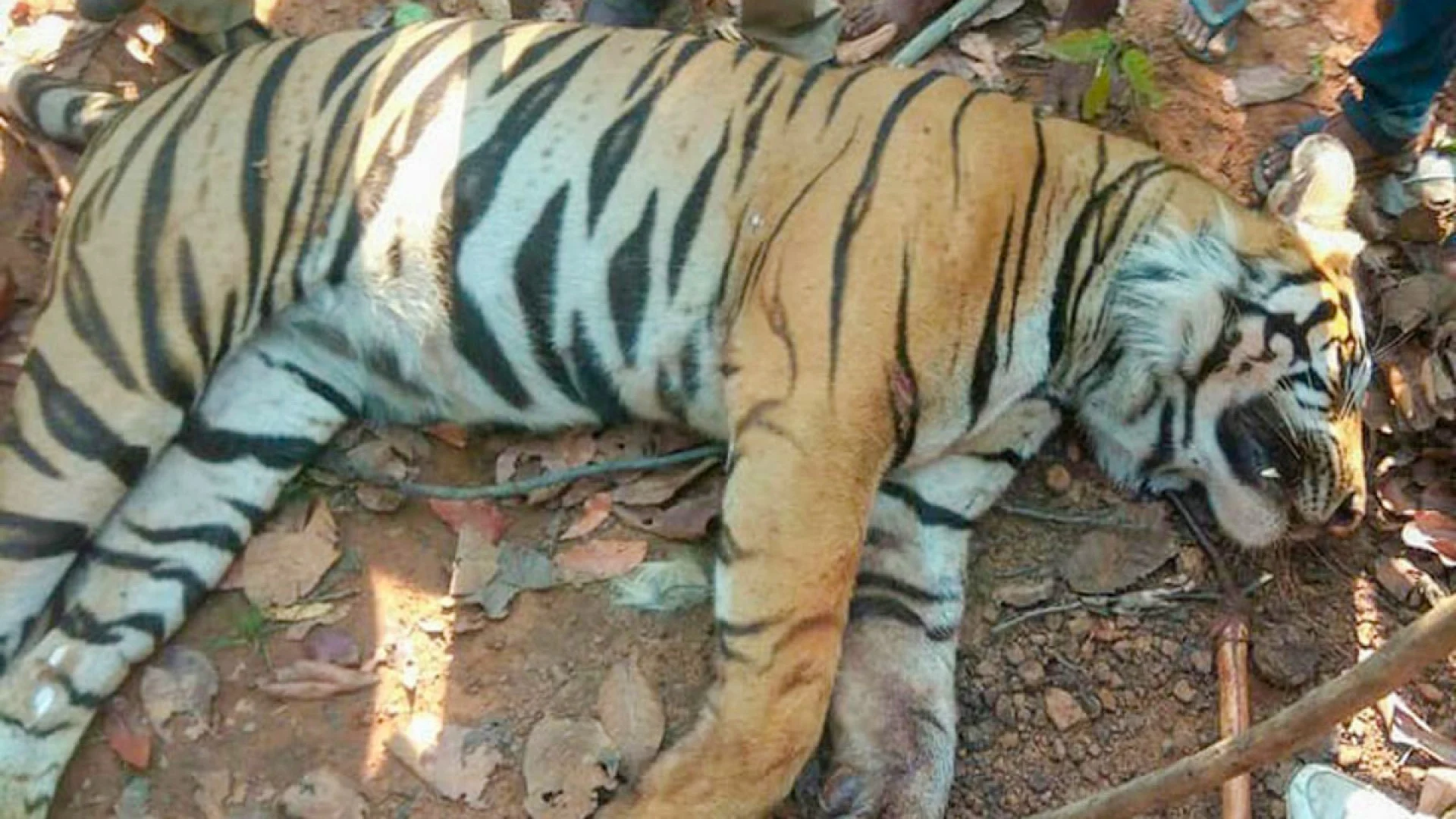 থাইল্যান্ডের টাইগার কিংডম চিড়িয়াখানায় ৭২ বাঘের মৃত্যু