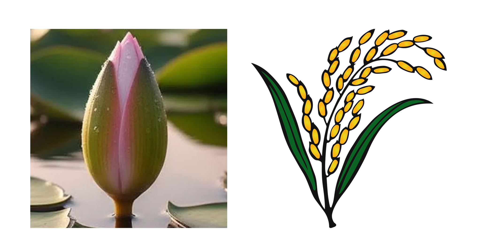 ‘ধানের শীষ’ আর ‘শাপলা কলিতে’ হবে ফাইট: নাসীরুদ্দীন