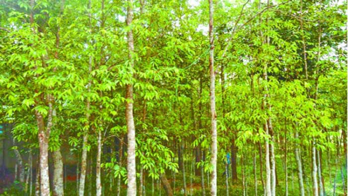 গাছ কাটার অনুমতি না মেলায় ২৫ কোটি টাকার কাজ বন্ধ