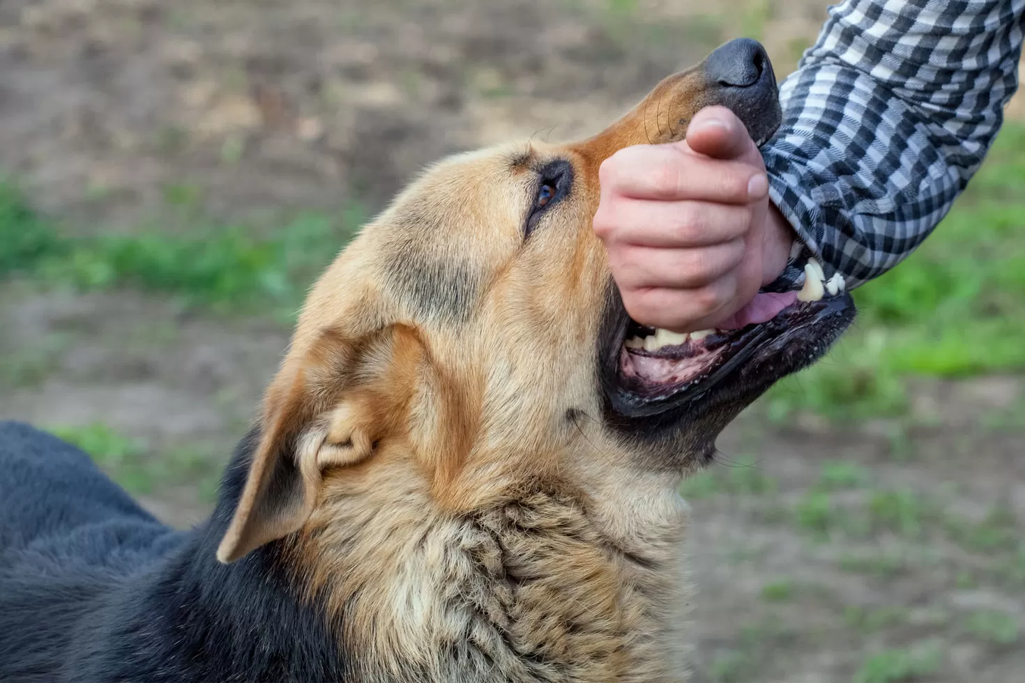 লাকসামে ৩৯ দিনে কুকুরের কামড়ে আহত ১৮৬