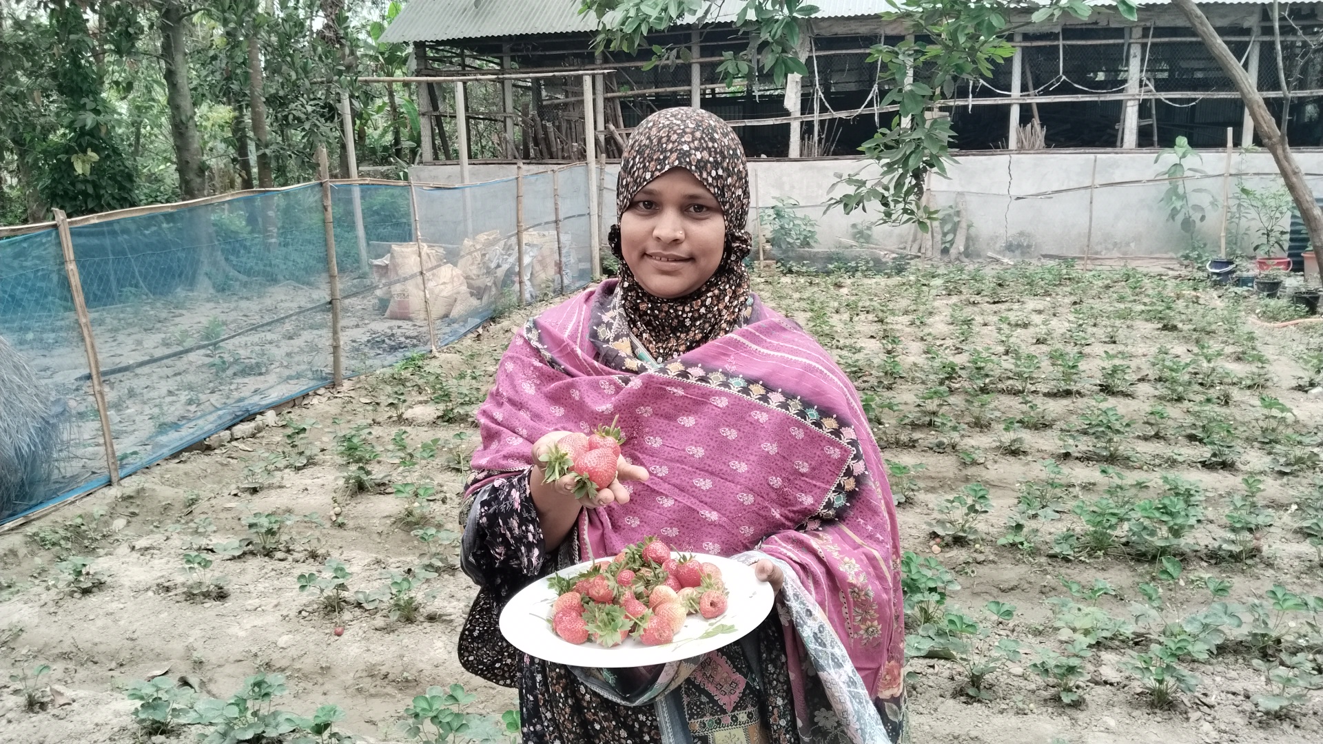 স্ট্রবেরি চাষে হনুফার চমক
