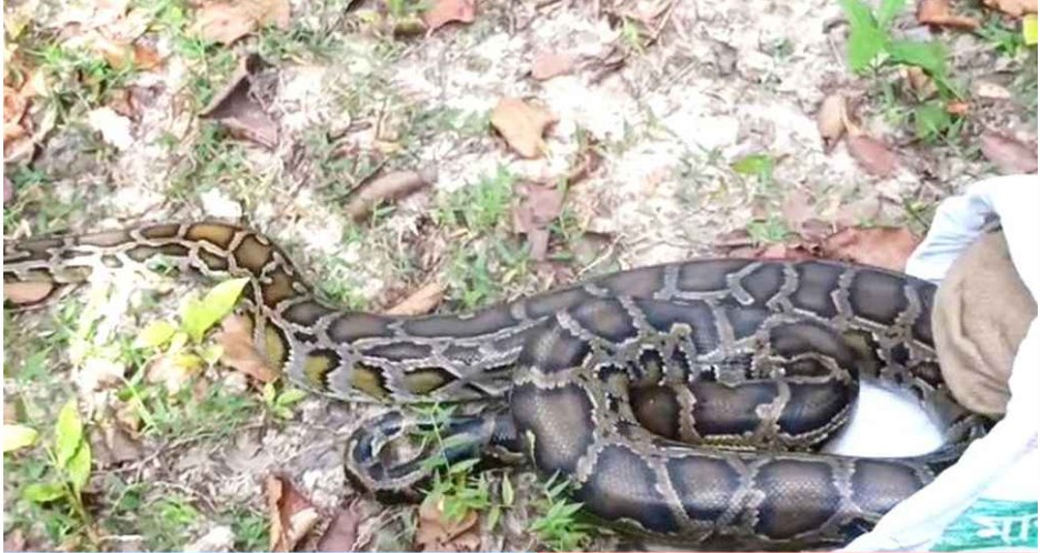 কুমিল্লায় দেখা মিলল ১২ ফুট লম্বা অজগরের
