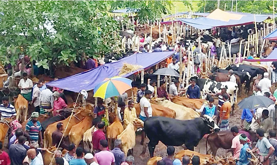ঢাকা-চট্টগ্রাম মহাসড়কের কুমিল্লা অংশে আট হাট,  দুই লাখের বেশি পশু
