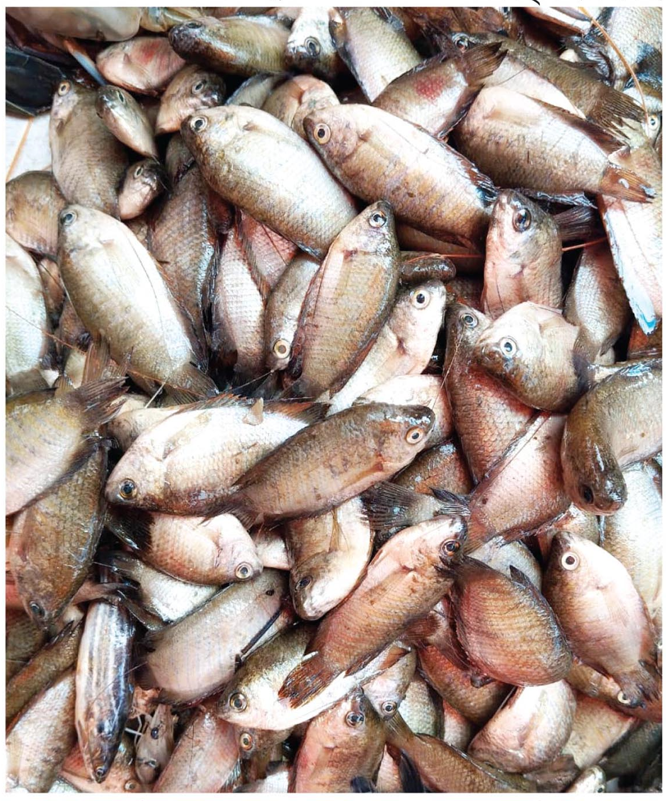 বিলুপ্তি  প্রায় খইলসা মাছের দেখা মিলেছে রাজগঞ্জ বাজারে