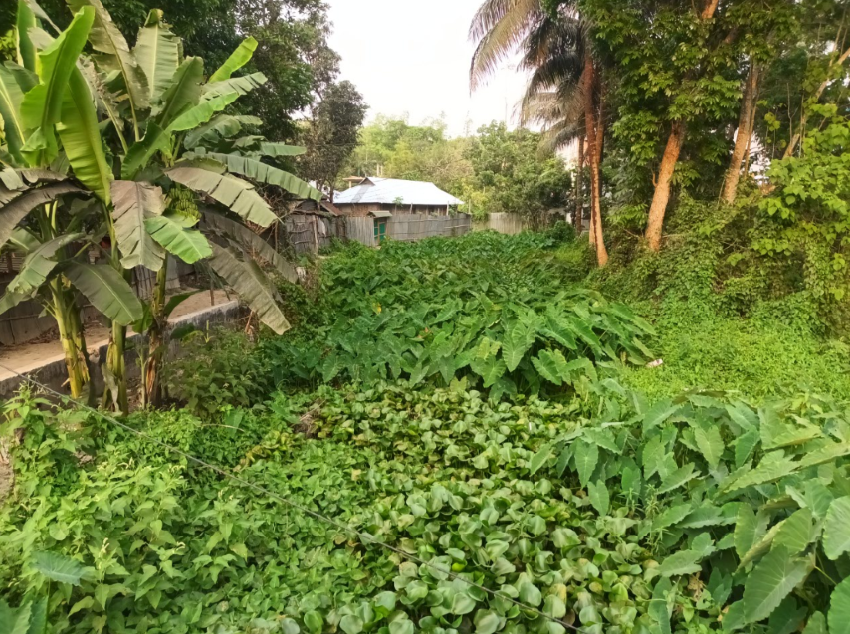 বরুড়া পৌর শহরের খালগুলো এখন ময়লার ভাগাড়