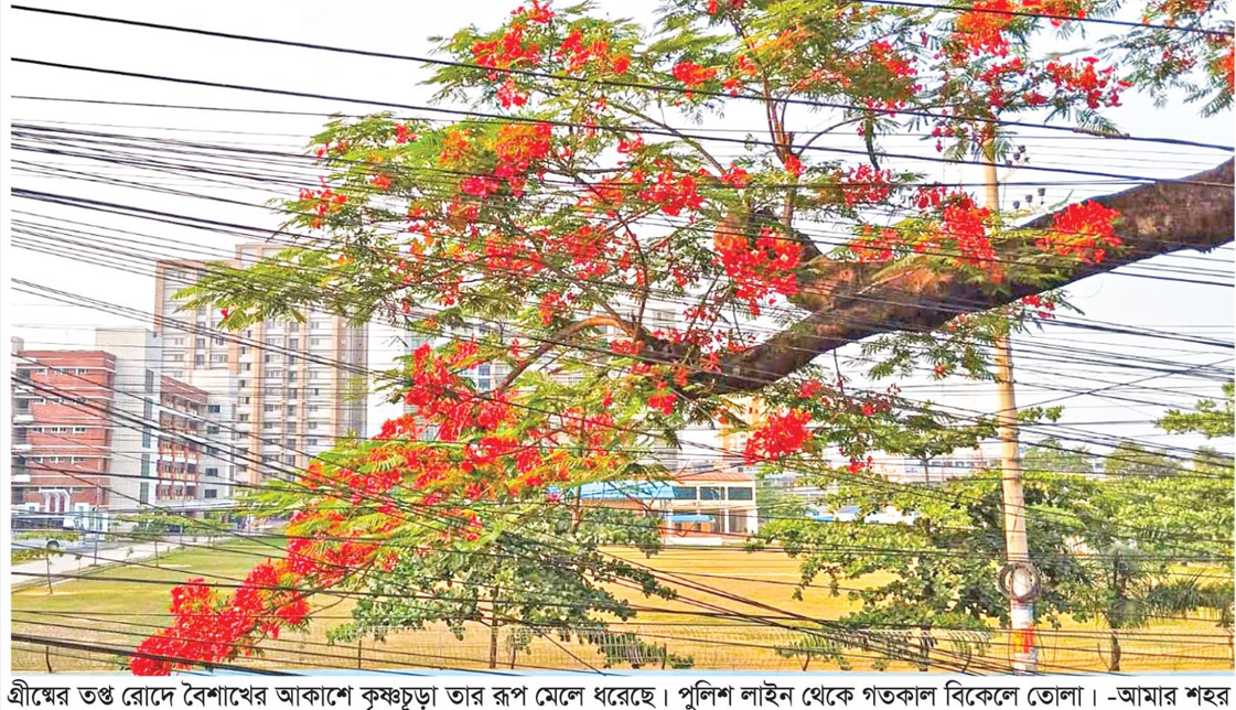 কৃষ্ণচূড়ায় লালে লাল কুমিল্লা