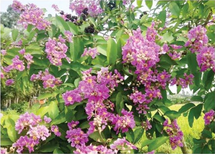 মুগ্ধতা ছড়াচ্ছে বেগুনি রঙের ফুল জারুল