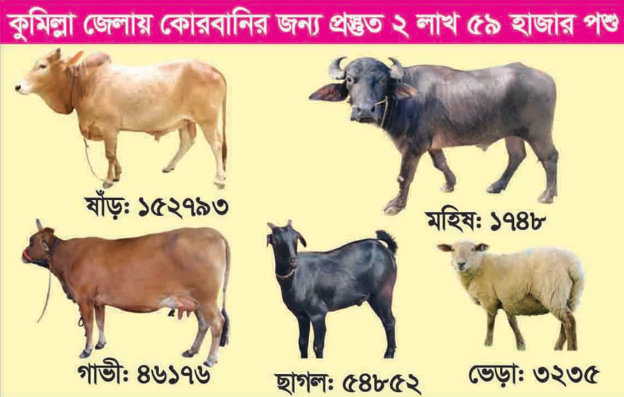 কুমিল্লায় কোরবানির জন্য  প্রস্তুত পাঁচ ধরণের পশু