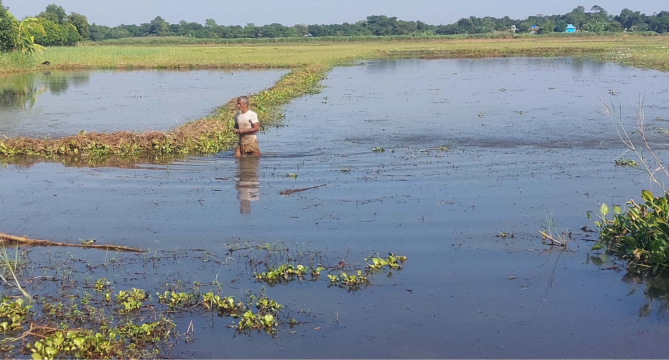তিতাসে জলাবদ্ধতায় অনাবাদি ২০০ বিঘা জমি