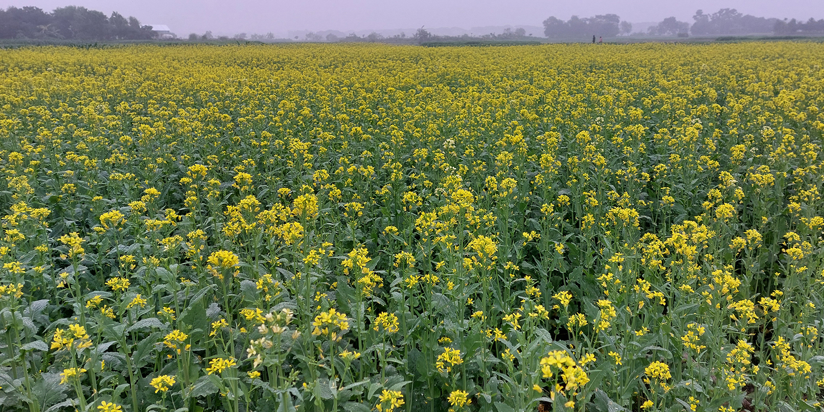 তিতাসে মাঠজুড়ে হলুদ ফুলে উঁকি দিচ্ছে কৃষকের স্বপ্ন