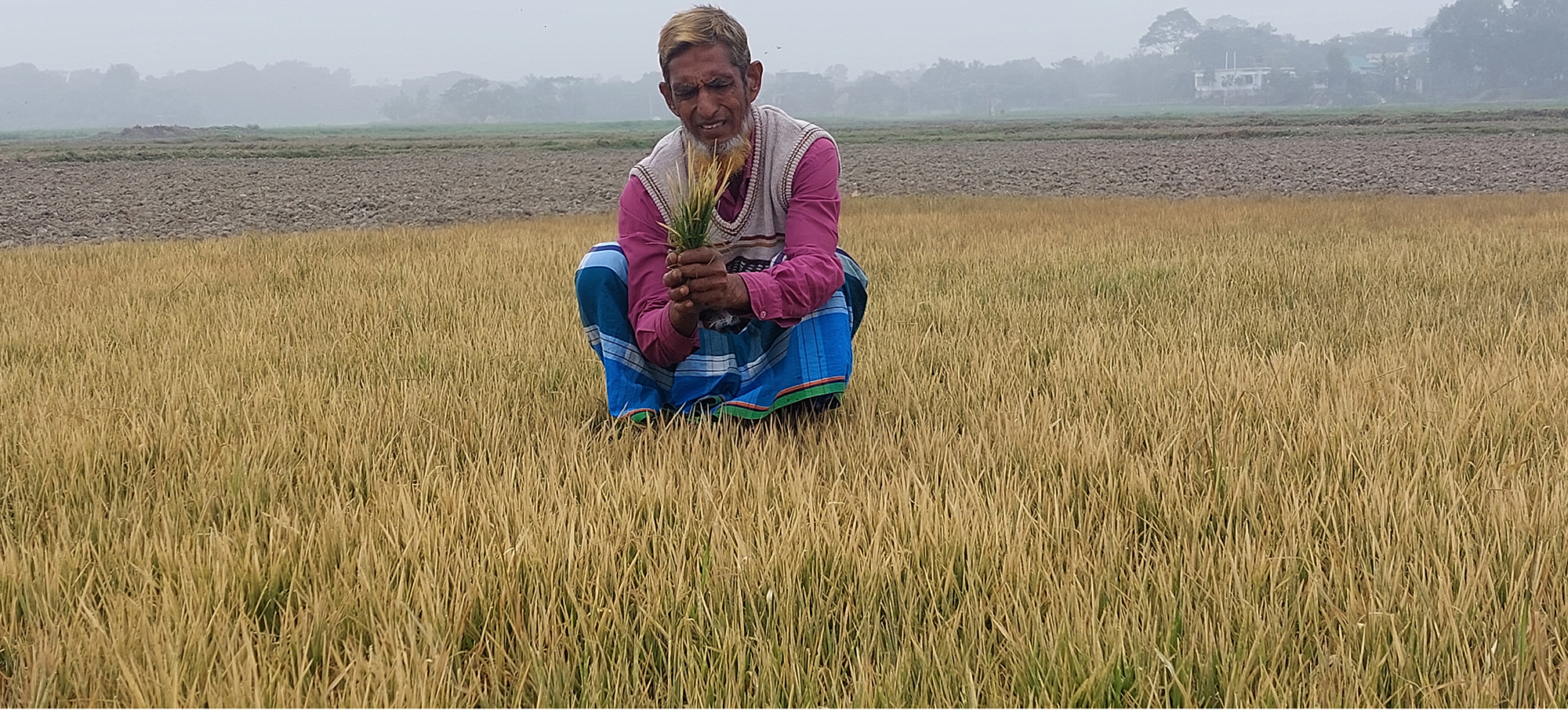 মাত্রাতিরিক্ত বালাইনাশক দিয়ে কৃষকের একাধিক ফসলি জমি বিনষ্ট