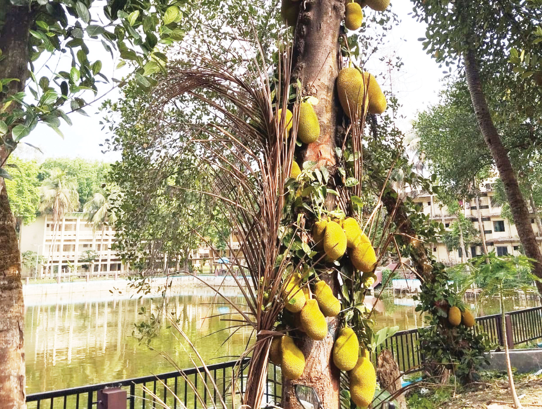 পাঁচ শর্তে বার্ডের ৬০৪৬ টি কাঁঠাল প্রকাশ্যে নিলামে বিক্রি হবে