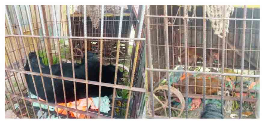 কুমিল্লায় ভাল্লুক ও বানর উদ্ধার