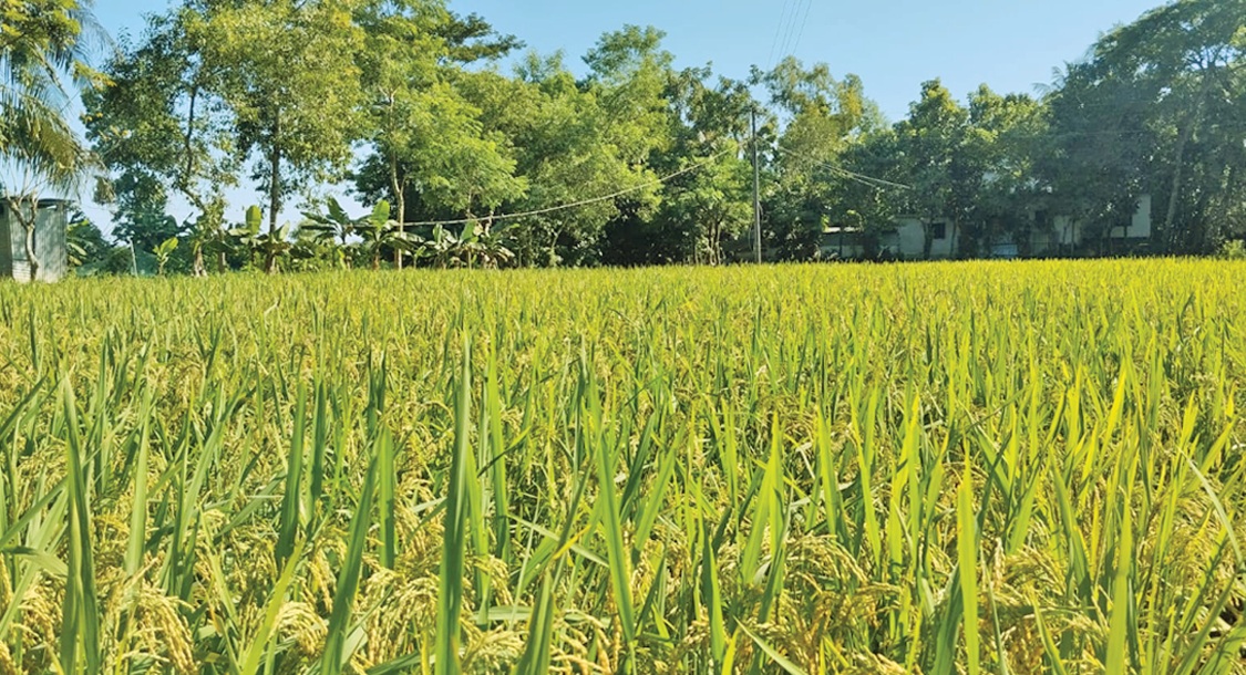 মাঠ জুড়ে হেমন্তের রোদ গায়ে মাখা ধান