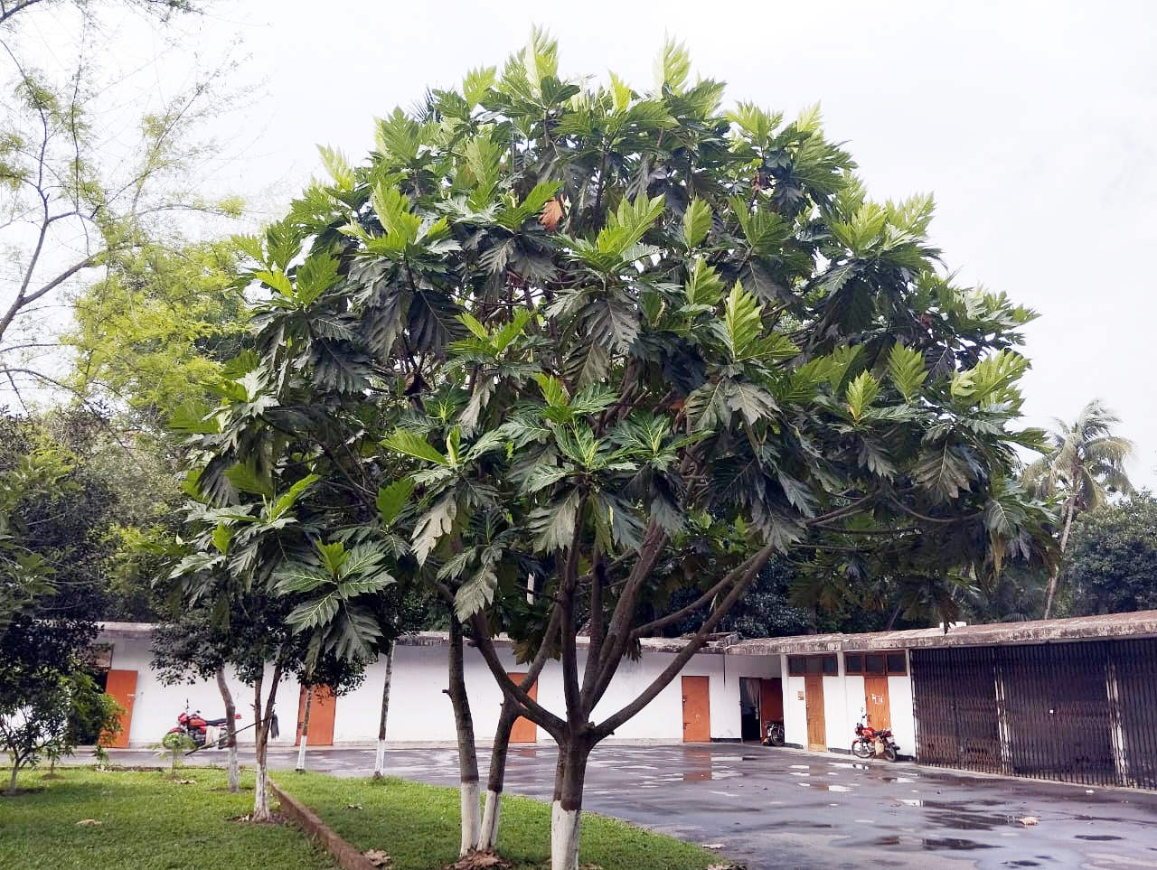 বার্ডের নতুন গাছে এবার ধরেনি ‘রুটি ফল’