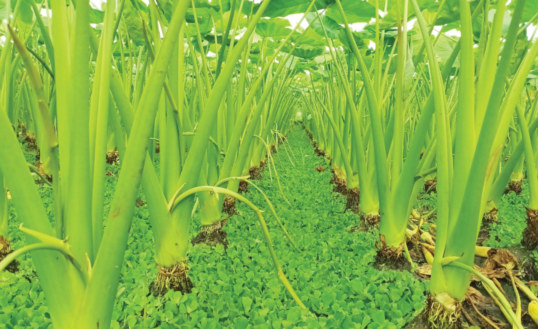 কচুরলতিতে বদলে গেছে হাজারও মানুষের ভাগ্য