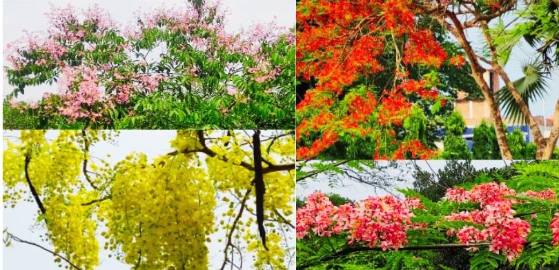 নানান ফুলে নান্দনিক হয়ে উঠেছে কুমিল্লা বিশ্ববিদ্যালয়