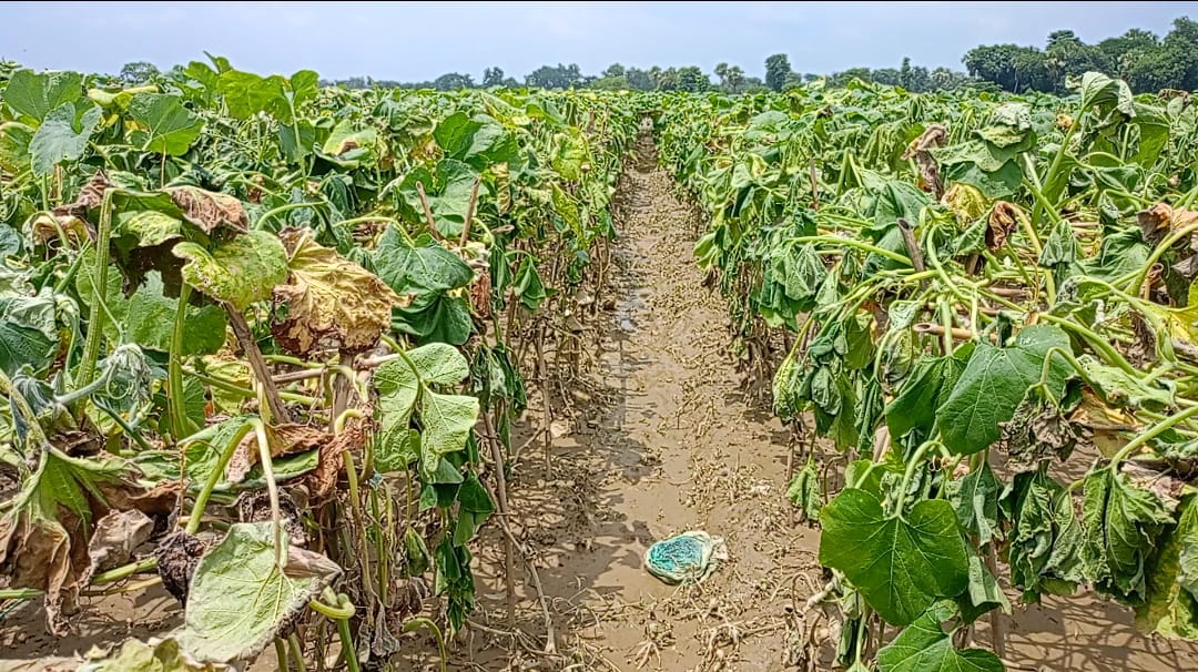 বন্যায় কুমিল্লার ১৩ হাজার হেক্টর কৃষি জমির ফসল নষ্ট