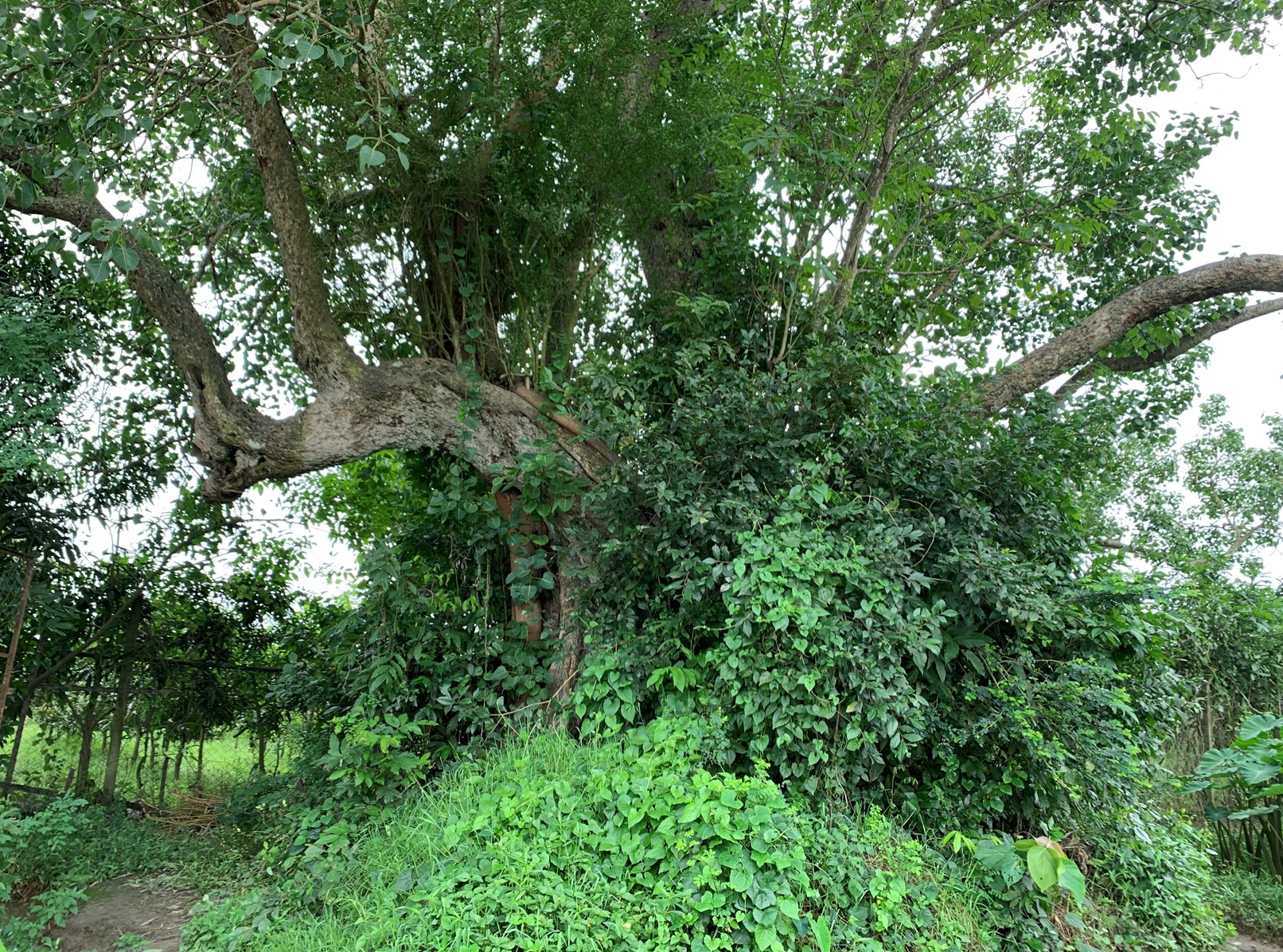 ৩০০ বছরের পুরোনো বটবৃক্ষ আজও আছে, নেই `কাইস্যা মেলা`