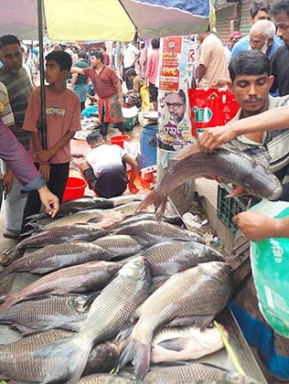 কুমিল্লায় কাতলা মাছের মেলা