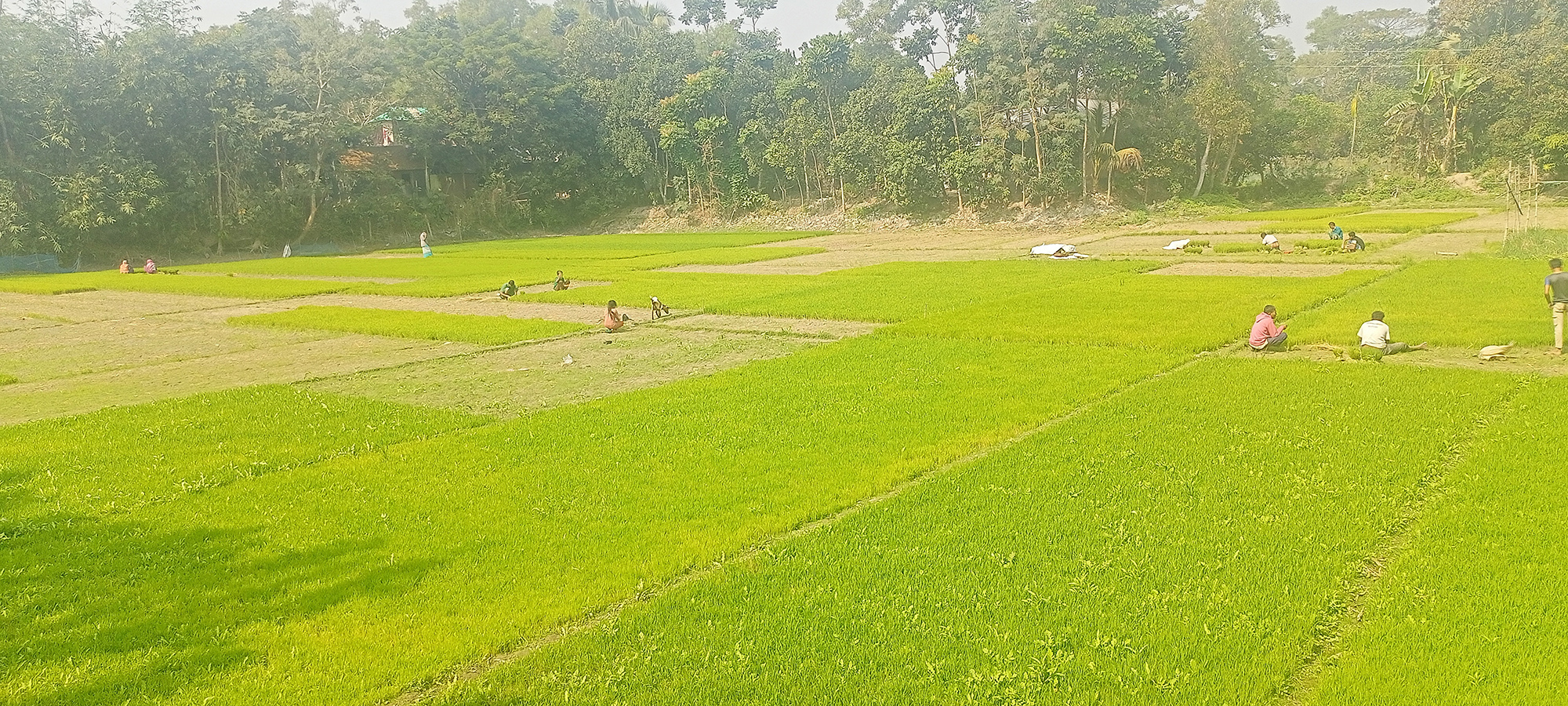 ভালো ফলনের আশায় বাড়ছে কর্মচাঞ্চল্য উৎপাদন খরচ বৃদ্ধিতে উদ্বেগ