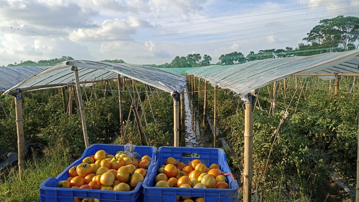 বুড়িচংয়ে আগাম টমেটো চাষে সফল মোবারক