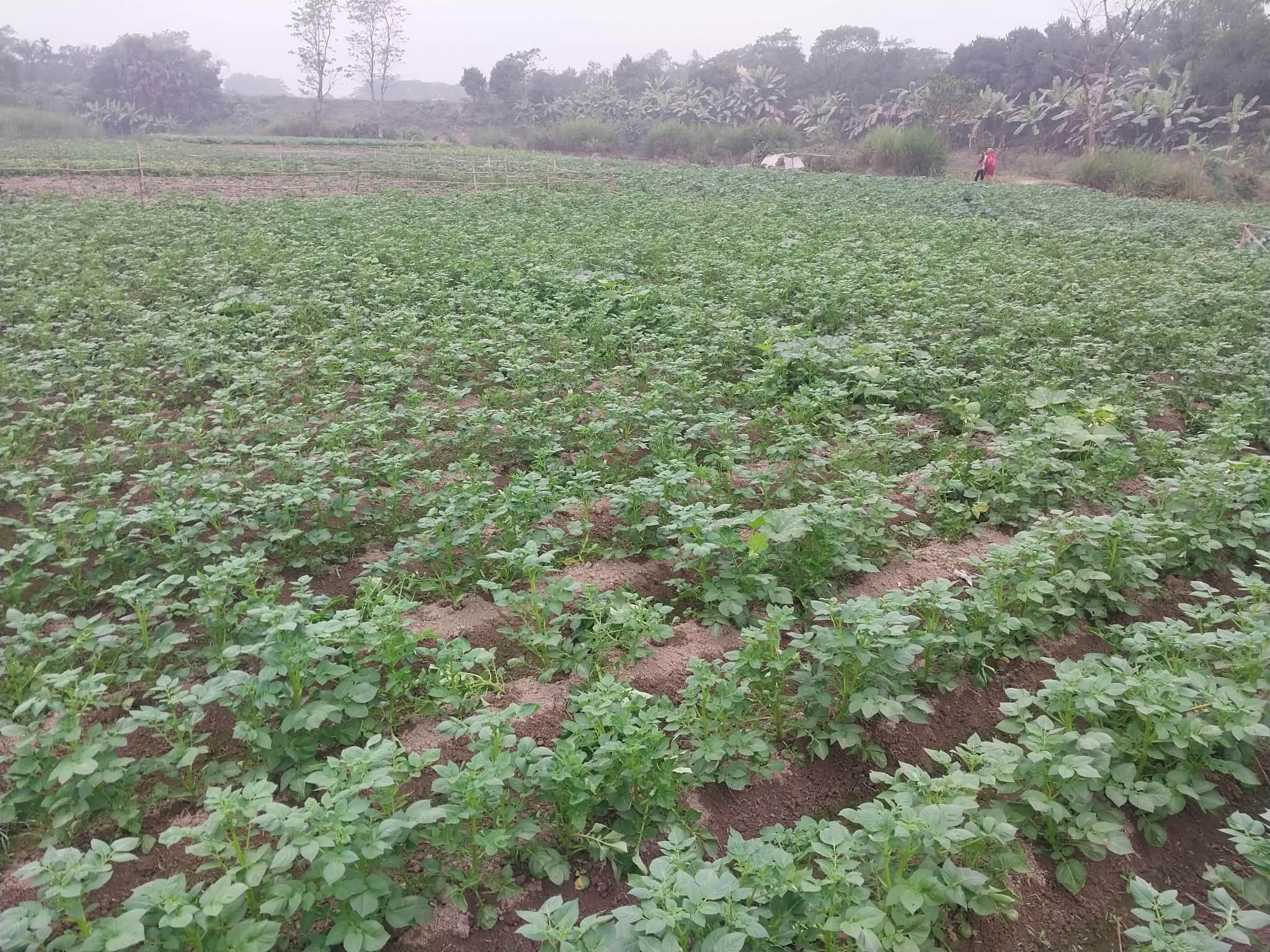 ব্রাহ্মণপাড়া সবজির বাম্পার ফলন, ন্যায্যমূল্য থেকে বঞ্চিত কৃষকেরা