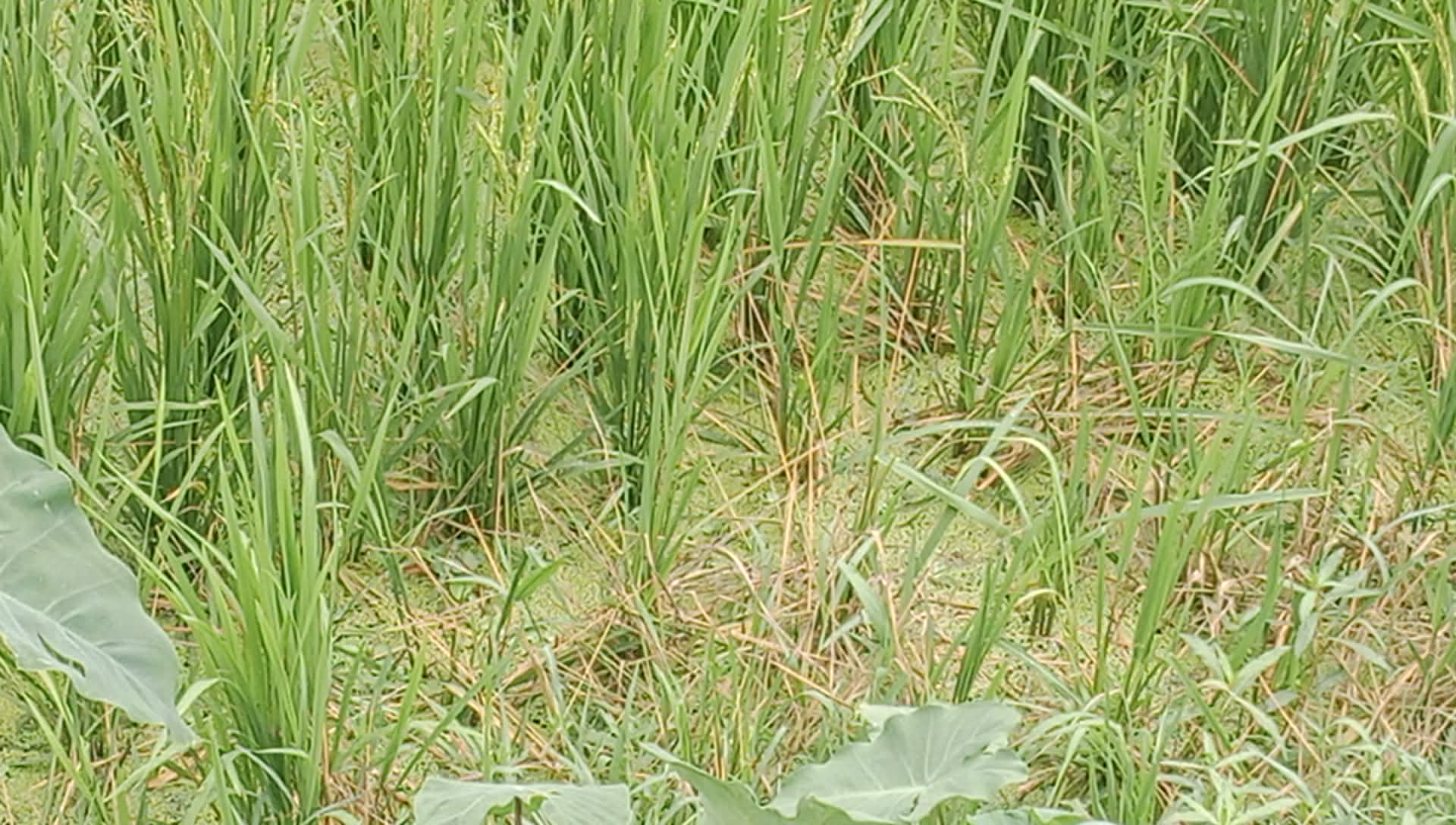 ব্রাহ্মণপাড়ায় বোরো ধানে 'ব্লাস্ট' রোগের হানা কৃষকের চোখেমুখে দুশ্চিন্তার ছাপ