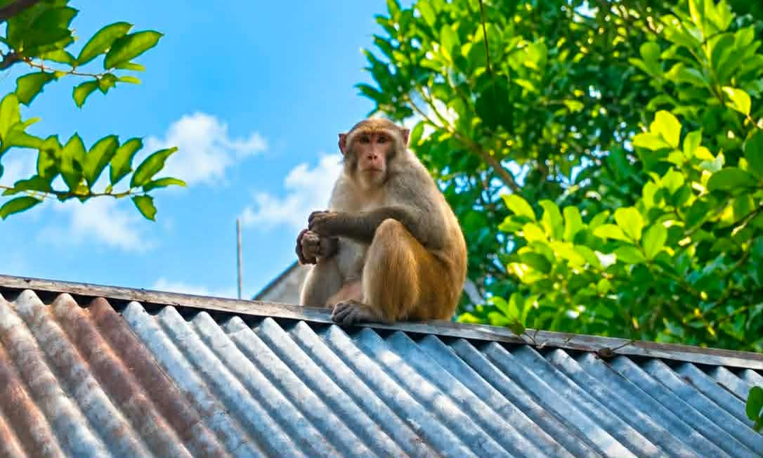 ব্রাহ্মণপাড়ায় লোকালয়ে বানরের উৎপাত