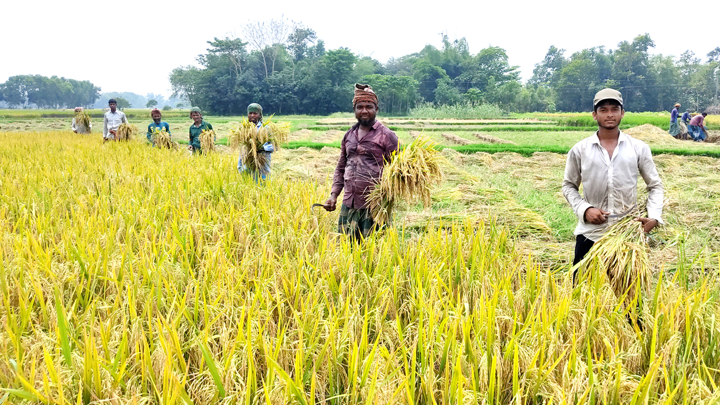 ব্রাহ্মণপাড়ায় নতুন চার জাতের ব্রি ধানের বাম্পার ফলন