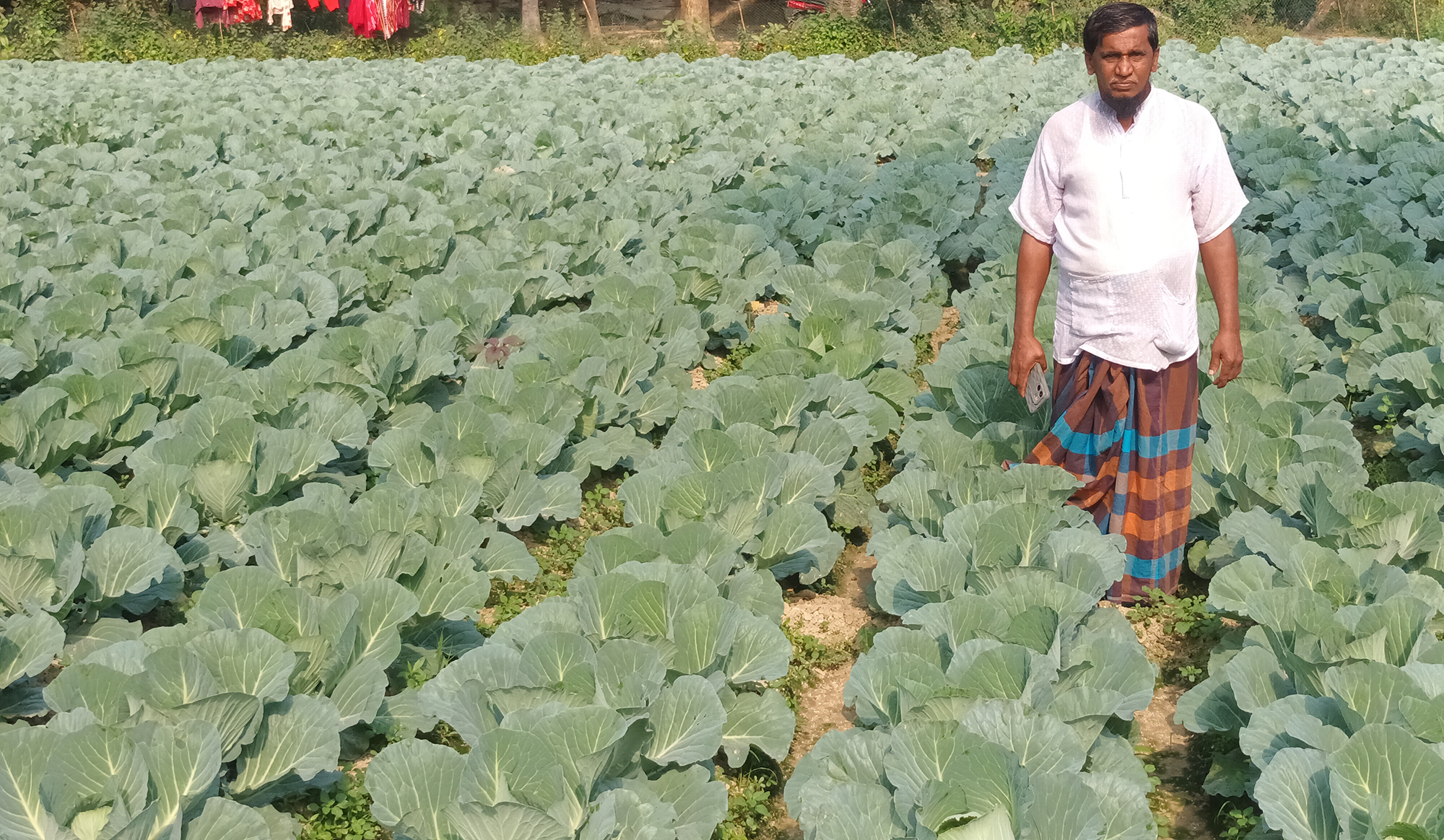 বরুড়ায় সবজি চাষ করে স্বাবলম্বী হচ্ছে কৃষক