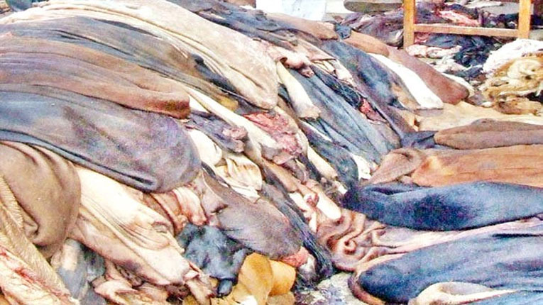 দাউদকান্দিতে কোরবানির চামড়ার বাজারে অস্থিরতা