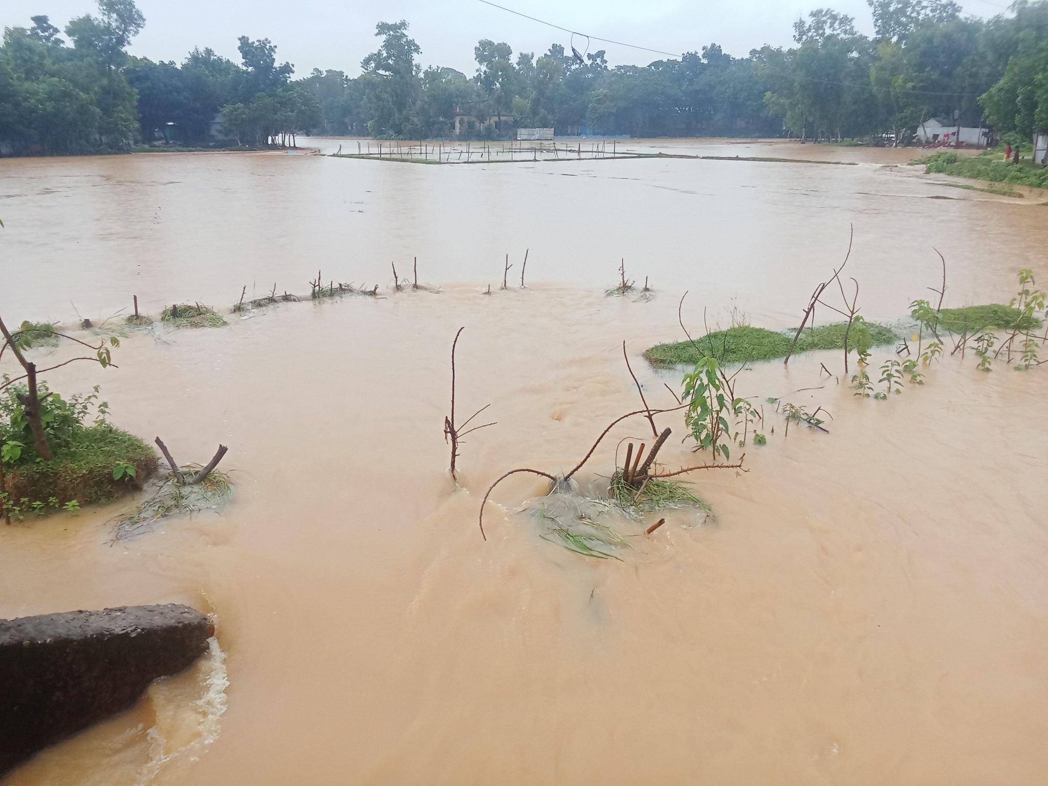 চৌদ্দগ্রামে তলিয়ে গেছে আমন ধানের বীজতলা, আতঙ্কে আছে পোল্ট্রি ও মৎস্য চাষীরা