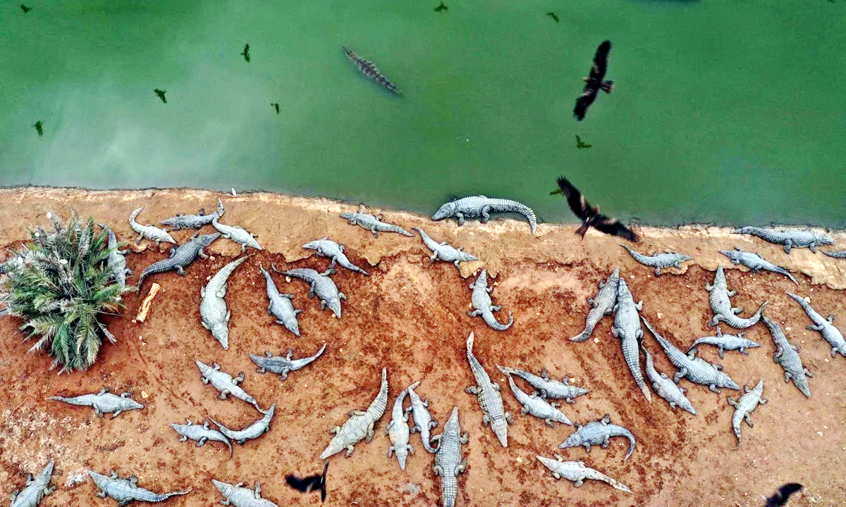 ২৬২টি কুমির হত্যা ইসরায়েলের