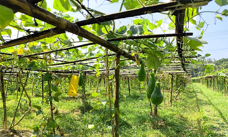 কুমিল্লায় লালমাই পাহাড়ের অনাবাদি জমিতে ফল বাগানে সাফল্য