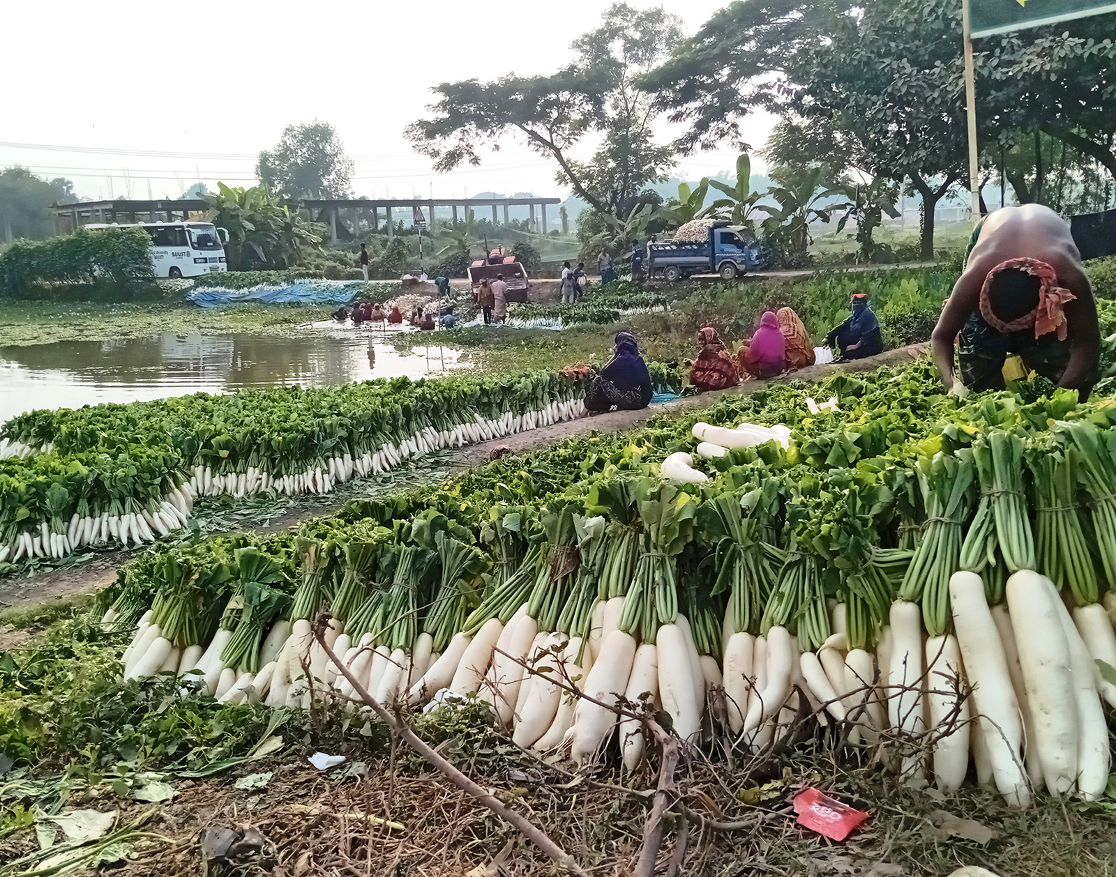 গোমতী চরের মুলায় লাভবান কৃষক-পাইকাররা