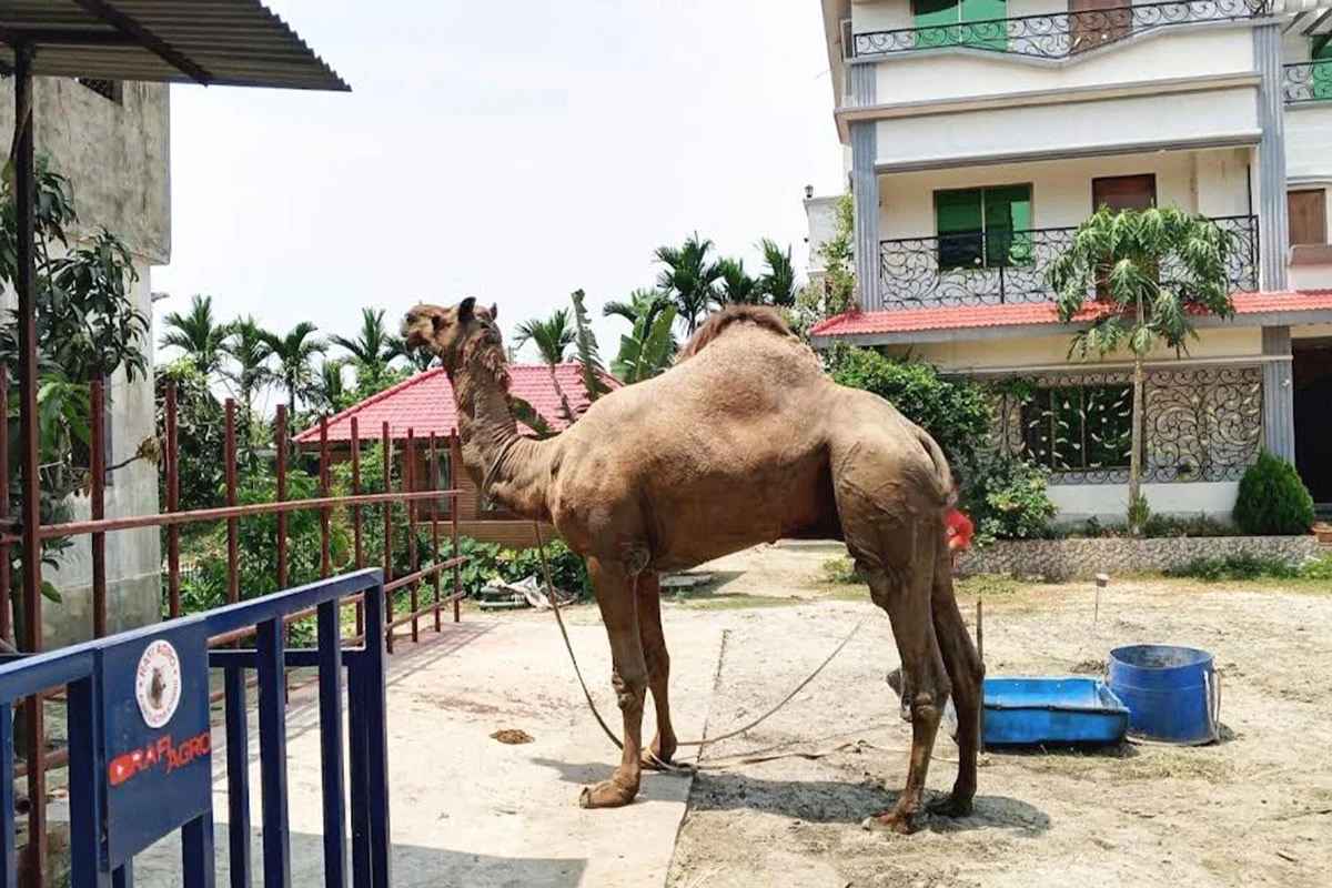 কুমিল্লায় পশুর হাটে রাজস্থানের উট ‘সুলতান’
