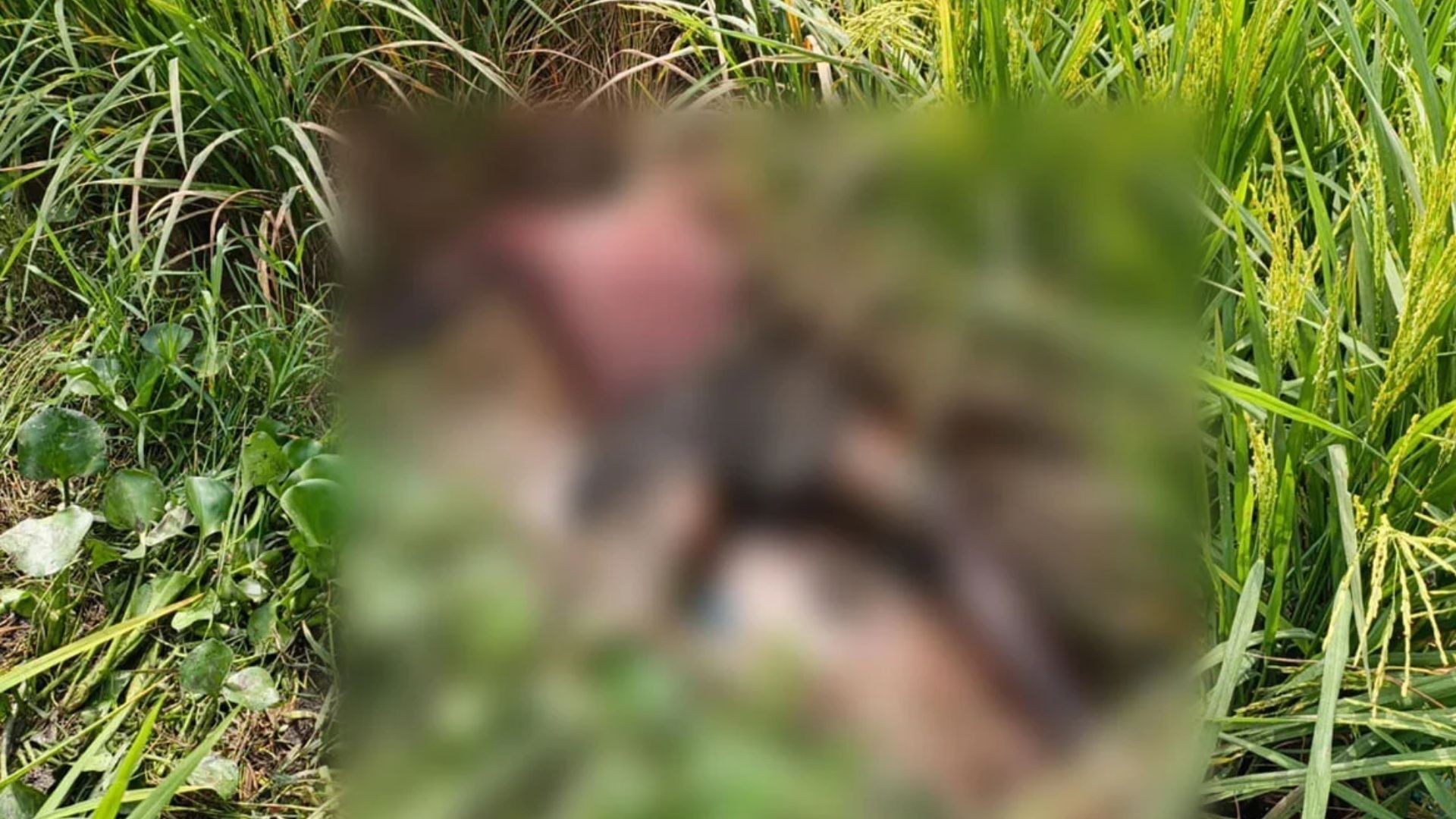 লাকসামে ধানখেত থেকে অটোরিকশা চালকের লাশ উদ্ধার