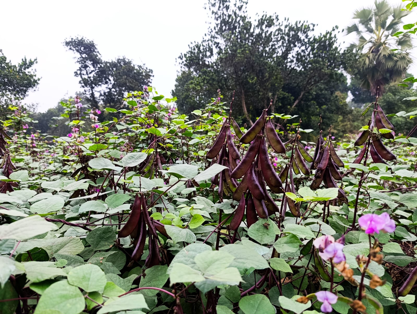 লালমাই পাহাড়ের ঢালে শিমচাষে লাভবান কৃষক