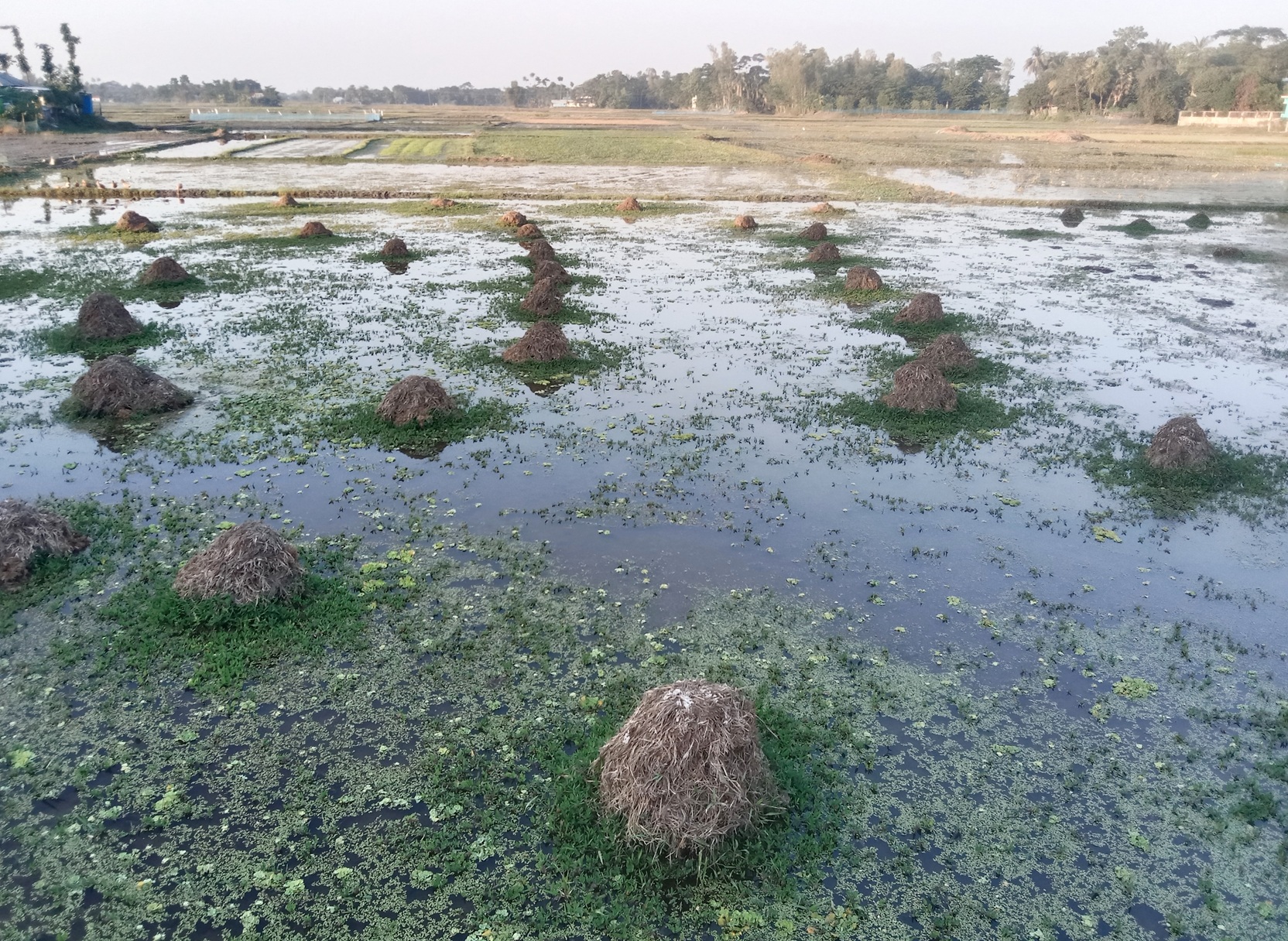 মনোহরগঞ্জে বোরো ধানের বীজতলা প্রস্তুতে ব্যস্ত কৃষক