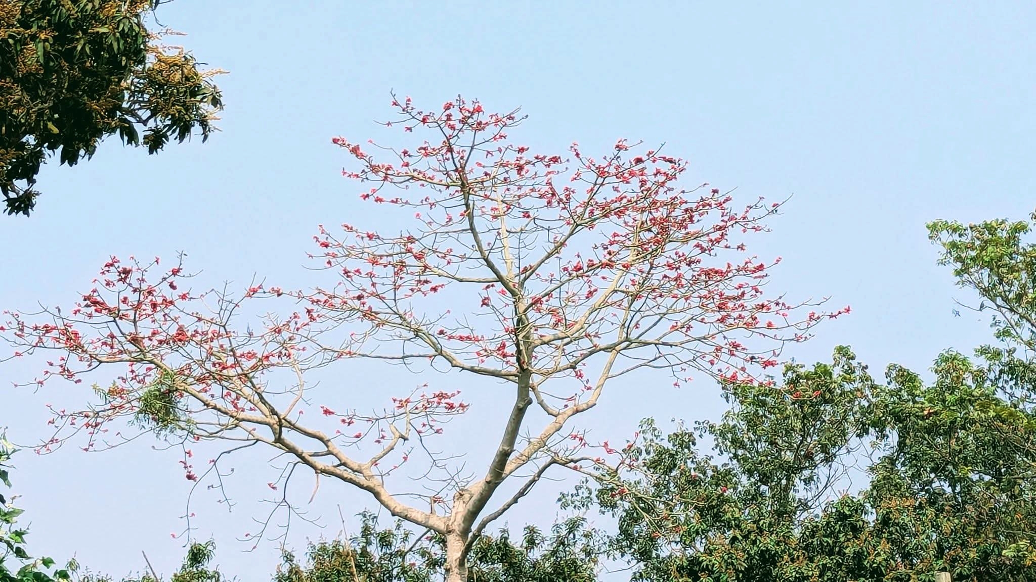 মনোহরগঞ্জে ফাগুনেও দেখা মিলছে না শিমুলের