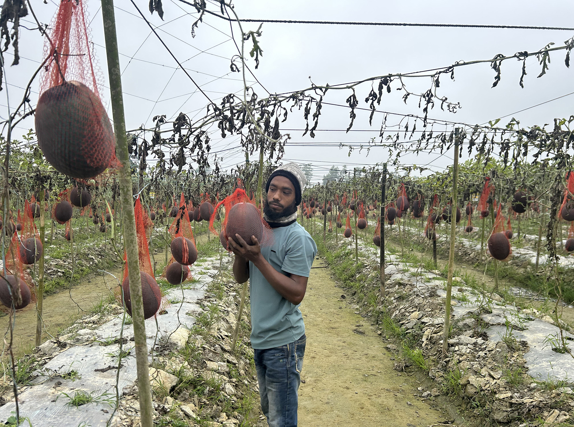 তরমুজ চাষে সফল নাঙ্গলকোটের নজরুল